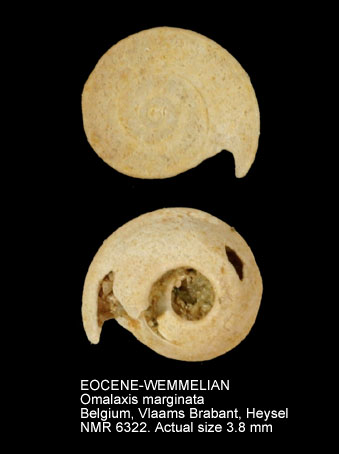 EOCENE-WEMMELIAN Omalaxis marginata.jpg - EOCENE-WEMMELIAN Omalaxis marginata (Deshayes,1832)